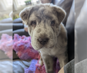 Chinese Shar-Pei Puppy for sale in SOUTHSIDE, TN, USA