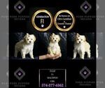 Small Photo #2 Maltipoo Puppy For Sale in WARSAW, IN, USA