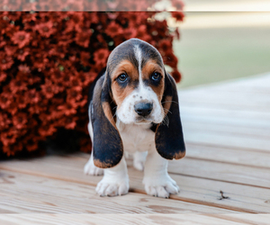 Basset Hound Puppy for sale in LIBERTY, KY, USA