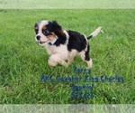 Puppy Perry Cavalier King Charles Spaniel