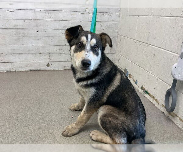 Medium Photo #1 Siberian Husky Puppy For Sale in San Bernardino, CA, USA