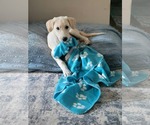 Small #4 Great Pyrenees Mix