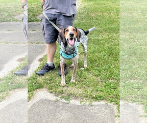 Mack - Male Bluetick Coonhound Dog for Adoption - Photo #3