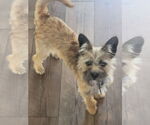 Small #1 Mutt