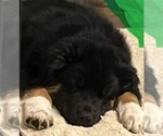 Small Photo #4 Australian Shepherd Puppy For Sale in MERCER, WI, USA
