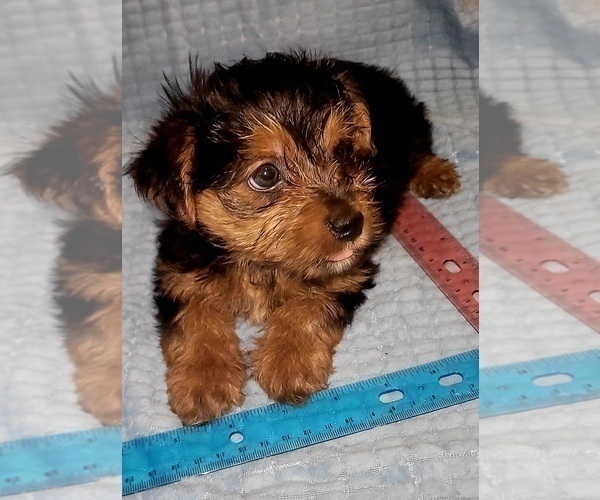 Medium Photo #243 Yorkshire Terrier Puppy For Sale in AKRON, OH, USA