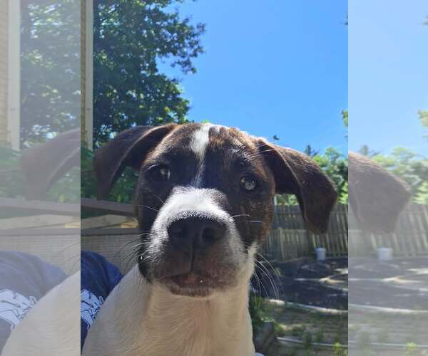 Medium Photo #2 Mutt Puppy For Sale in pomfret, CT, USA