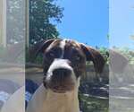 Small #1 Mutt