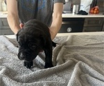 Small #11 Cane Corso
