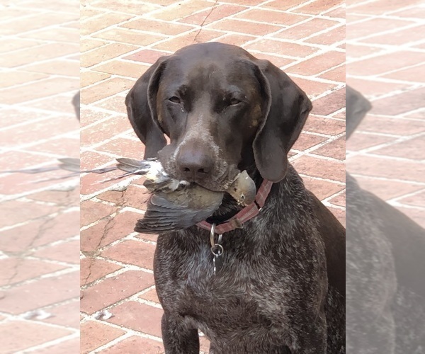 Medium Photo #1 German Shorthaired Pointer Puppy For Sale in SAN DIEGO, CA, USA