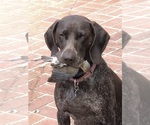 Small Photo #1 German Shorthaired Pointer Puppy For Sale in SAN DIEGO, CA, USA