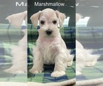 Small Photo #3 Schnauzer (Miniature) Puppy For Sale in CO SPGS, CO, USA