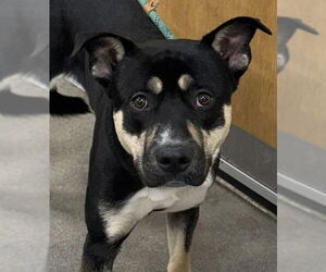 American Bulldog-Rottweiler Mix Dogs for adoption in Forestville, MD, USA