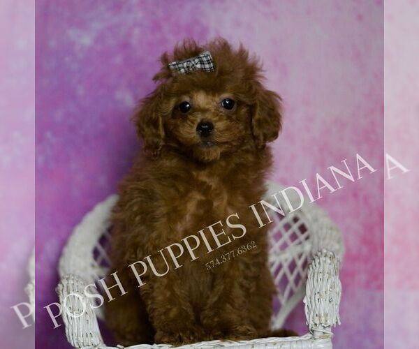 Medium Photo #7 Poodle (Miniature) Puppy For Sale in WARSAW, IN, USA