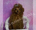 Small #6 Poodle (Miniature)