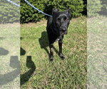 Small #6 German Shepherd Dog-Staffordshire Bull Terrier Mix