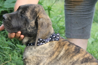 Mastiff Puppy for sale in OZARK, AR, USA