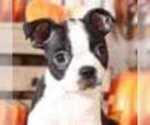 Small Photo #2 Boston Terrier Puppy For Sale in MOUNT VERNON, OH, USA
