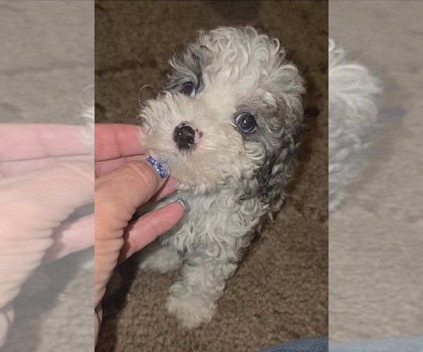 Medium Photo #14 Poodle (Toy) Puppy For Sale in DYERSBURG, TN, USA