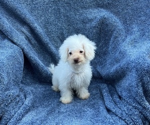 Cavapoo Puppy for sale in JEFFERSONVILLE, IN, USA