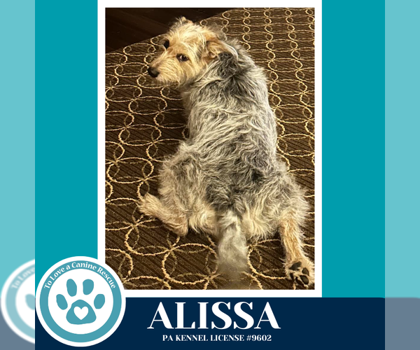 Medium Photo #4 Mutt Puppy For Sale in Kimberton, PA, USA