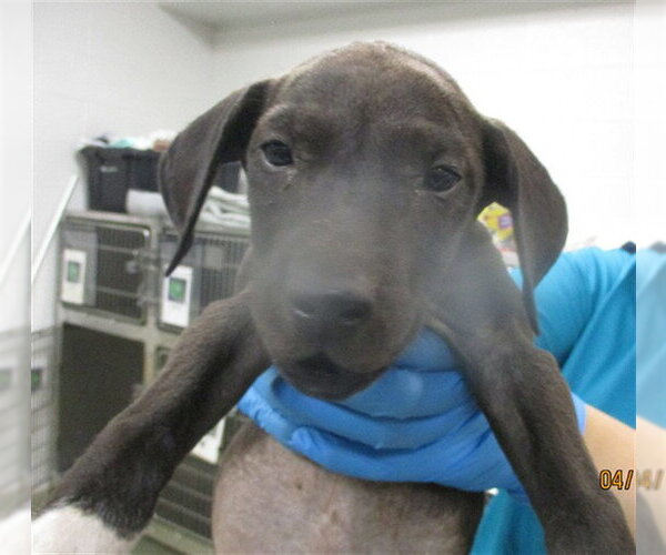 Medium Photo #1 American Pit Bull Terrier Puppy For Sale in Oklahoma City, OK, USA