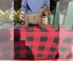Small Photo #8 Labrador Retriever Puppy For Sale in SAINT JOSEPH, MO, USA