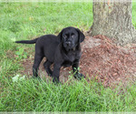 Melvin - Male Labrador Retriever Puppy for Sale - Photo #3