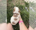 Small Photo #35 Goldendoodle (Miniature) Puppy For Sale in FREDERICA, DE, USA