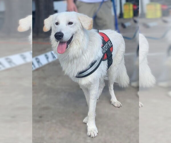 Medium Photo #2 Great Pyrenees Puppy For Sale in Dallas, TX, USA