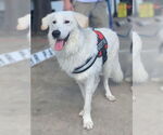 Small #1 Great Pyrenees