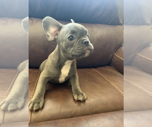 French Bulldog Puppy for sale in LAS VEGAS, NV, USA