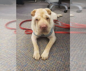 Medium Chinese Shar-Pei