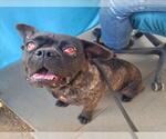 Small French Bulldog-Staffordshire Bull Terrier Mix