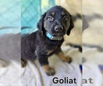 Small #1 Mutt