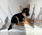 Gladys - Female German Shepherd Dog Puppy for Sale - Photo #3