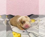 Small Photo #5 English Bulldog Puppy For Sale in TEMECULA, CA, USA