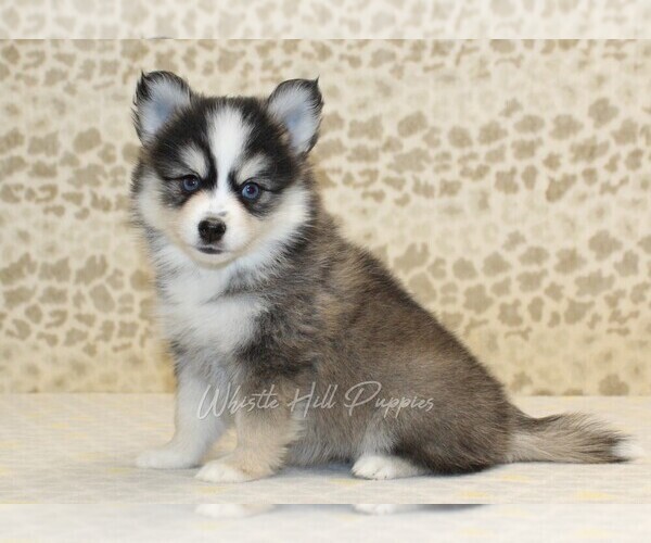 Medium Photo #4 Pomsky Puppy For Sale in DENVER, PA, USA