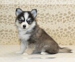 Small #3 Pomsky