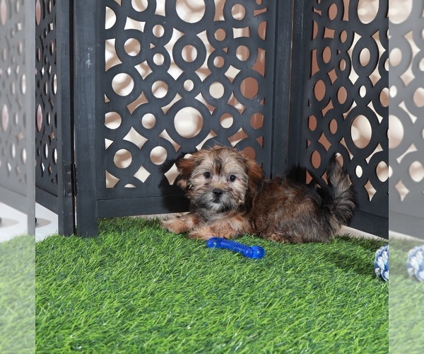 Medium Photo #3 Shorkie Tzu Puppy For Sale in MOUNT VERNON, OH, USA