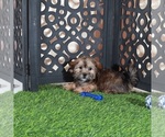 Tommy - Male Shorkie Tzu Puppy for Sale - Photo #3