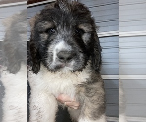 Saint Berdoodle Puppy for sale in OLYMPIA, WA, USA