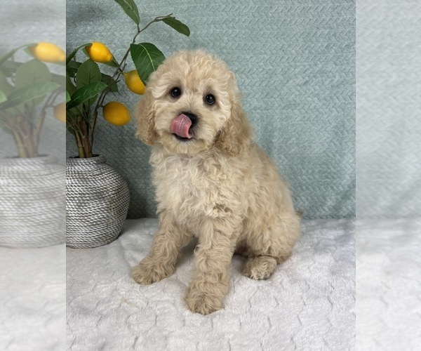 Medium Photo #3 Cavapoo Puppy For Sale in FRANKLIN, IN, USA