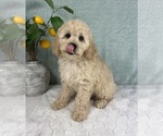 Small #2 Cavapoo