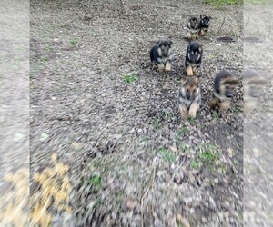 German Shepherd Dog Puppy for sale in ROBINSON, TX, USA