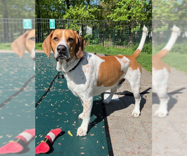Medium Photo #5 Beagle-Unknown Mix Puppy For Sale in Rockaway, NJ, USA