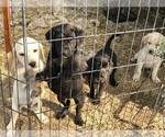 Small Photo #10 Labrador Retriever Puppy For Sale in CROSS TIMBERS, MO, USA