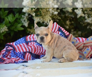 French Bulldog Puppy for sale in CAMARILLO, CA, USA
