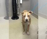 Small American Bulldog Mix