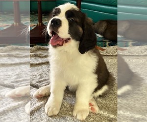 Saint Bernard Puppy for sale in COLORADO SPRINGS, CO, USA